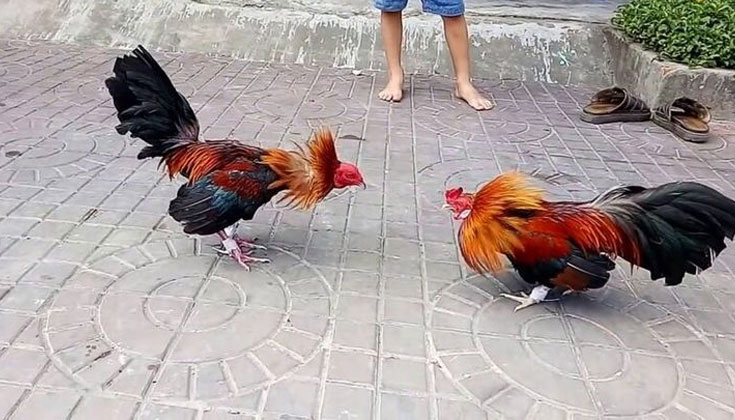 Kinh Nghiệm Chơi Đá Gà Tre Dành Cho Người Mới